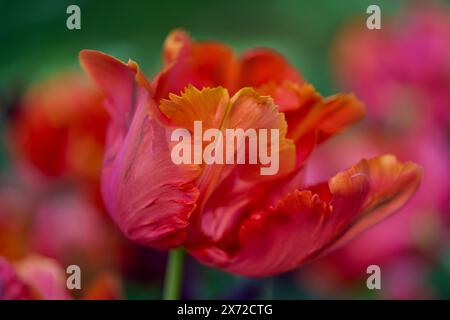 Rot verblichende, schicke Tulpenblüte aus nächster Nähe Stockfoto