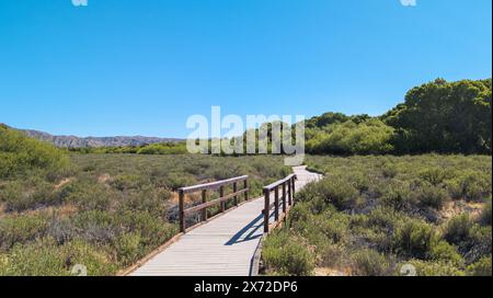 Der Boardwalk Marsh Trail führt durch den Goldenbusch im Big Morongo Canyon Preserve im Morongo Valley, Kalifornien Stockfoto