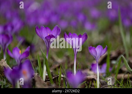 Drei symmetrische violette Frühlingskrokusse im Vordergrund. Crocuses Nahaufnahme. Viele Krokusse im Hintergrund. Stockfoto