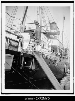 Entladung von Rindern aus dem Seedampfer, Datum basiert auf Negativen mit ähnlichen Zahlen. Möglicherweise Kuba. Detroit Publishing Co.-Nr. 016762., Geschenk; State Historical Society of Colorado; 1949, Shipping. , Rinder. , Versand. Stockfoto