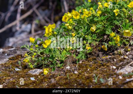 Potentilla erecta, Gemeine Tormentil, Rosaceae. Wildpflanze im Sommer geschossen. Stockfoto