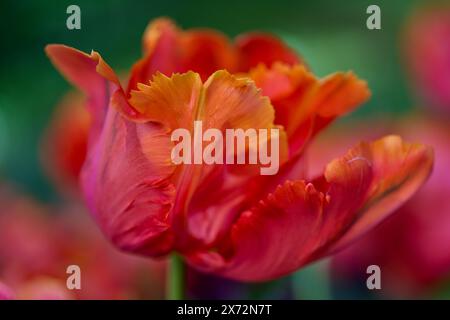 Rot verblichende, schicke Tulpenblüte aus nächster Nähe Stockfoto