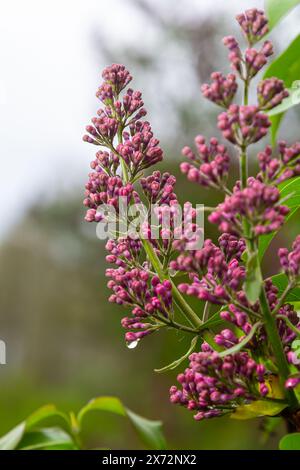 Flieder Syringa vulgaris blüht mit violett-violetten Doppelblüten, umgeben von grünen Blättern im Frühjahr. Stockfoto