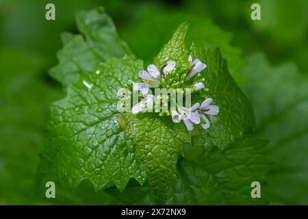 Makronaht der Heilkräuterblüte Knoblauchsenf Alliaria petiolata. Stockfoto