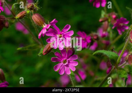 Wunderschöne rote bis rosa campion. Rote Nichtnelke. Compagnon rouge. Silene dioica. Stockfoto