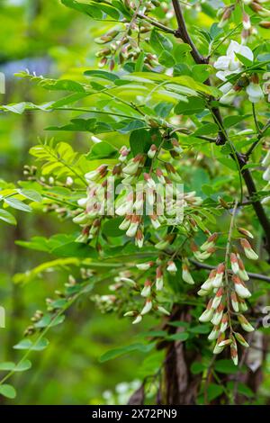 Die bezaubernden Blüten der Robinia pseudoacacia Blume. Schwarze Heuschrecke alias falsche Akazie, Blumen blühen. Frühlingssaison Stockfoto