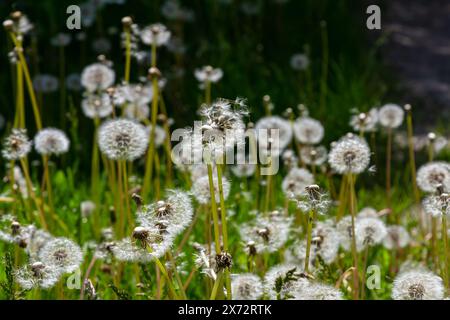 Weiße flauschige Löwenzahnblüten auf grasbewachsenem Feld mit verschwommenem Hintergrund. Stockfoto