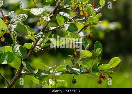 Cotoneaster integerrimus rote Herbstfrüchte und grüne Blätter an Zweigen, reifende haarige Beeren, grüne Blätter. Stockfoto