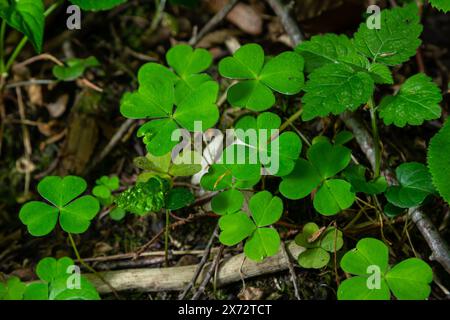 Nahaufnahme der Sauerampfer-Pflanze der kriechenden Dame Oxalis corniculata. Stockfoto