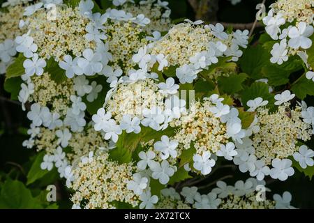 Viburnum-Blüte in Blüte. Schöne Makroaufnahme von weißen Blumenhaufen von Zierpflanzen. Stockfoto