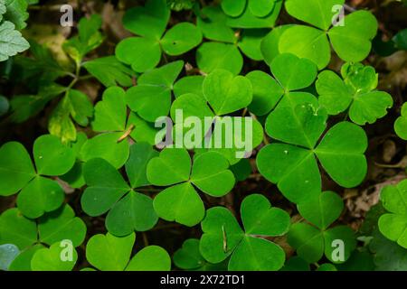 Nahaufnahme der Sauerampfer-Pflanze der kriechenden Dame Oxalis corniculata. Stockfoto