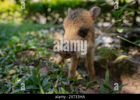 Allein Ferkel oder Warzenbaby mit weißem und braunem Haar. Stockfoto