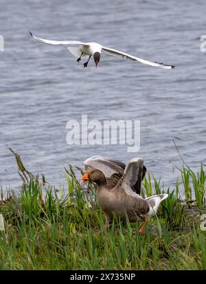 Eine Greylag-Gans, die von einer schwarzköpfigen Möwe geblasen wird, Leighton Moss, Carnforth, Lancashire. Stockfoto