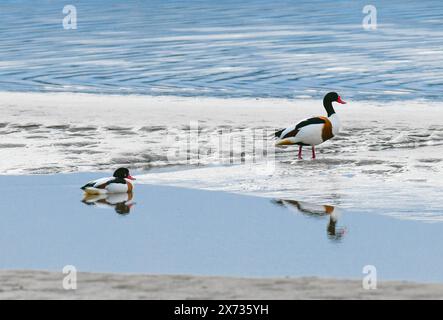 Shelducks, Arnside, Kent Estuary, Milnthorpe, Cumbria, VEREINIGTES KÖNIGREICH. Stockfoto