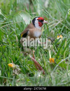 Ein Goldfink, der sich von Löwenzahnsamen ernährt, Arnside, Milnthorpe, Cumbria, Großbritannien Stockfoto