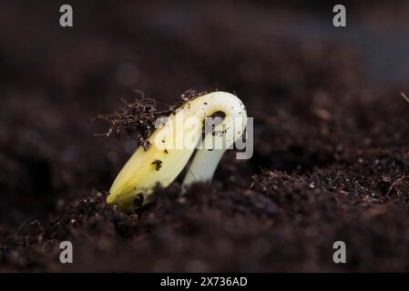 Butternusskürbis-Setzlinge, Hunter, aus Pflanzenkompost Stockfoto