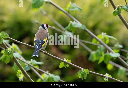 Ein Goldfink, Arnside, Milnthorpe, Cumbria, Großbritannien Stockfoto