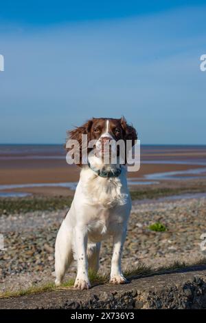 Ein Spaniel-Hund, der in die Kamera schaut, Walney Island, Barrow-in-Furness, Cumbria, Großbritannien Stockfoto