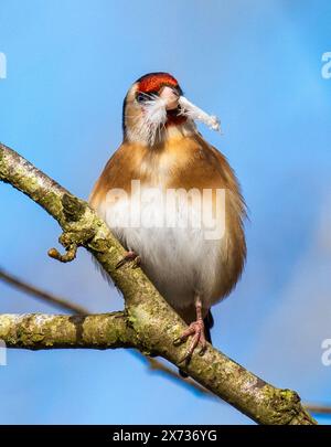 Ein Goldfink mit einer Feder zum Nisten, Arnside, Milnthorpe, Cumbria, Großbritannien Stockfoto