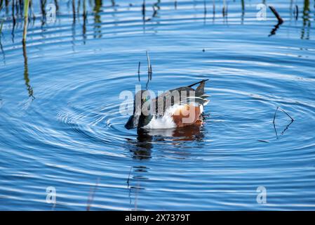 Eine männliche Schaufelente, Leighton Moss, Carnforth, Lancashire, Großbritannien. Stockfoto