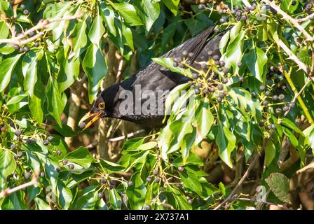 Ein männlicher Blackbird isst Efeubeeren, Arnside, Milnthorpe, Cumbria, Großbritannien Stockfoto