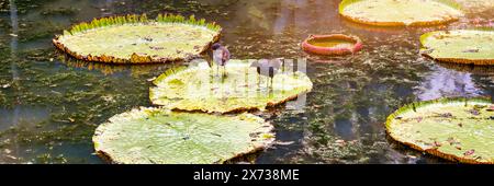 Sir Seewoosagur Ramgoolam Botanischer Garten, Teich mit Victoria Amazonica Riesenwasserlililien, Mauritius. Das Berühmte Sir Seewoosagur Ramgoolam Botanical Gar Stockfoto