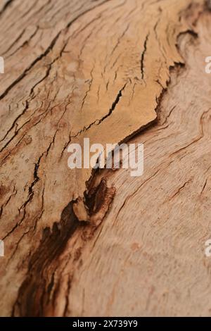 Nahaufnahme der Baumrindenstruktur mit komplexen Mustern, Rissen und natürlichen Holztönen, die die organische Schönheit und detaillierte Oberfläche o einfangen Stockfoto