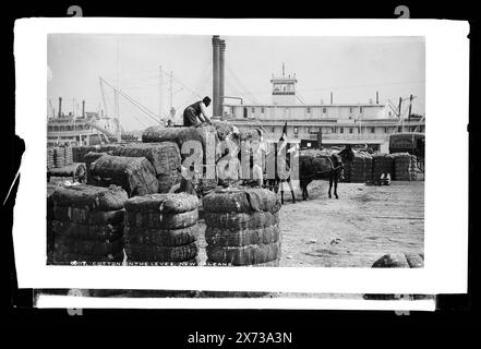 Cotton on the Deich, New Orleans, Attribution to Jackson based on Catalogue of the W. H. Jackson Views (1898)., '7417' on negative., Detroit Publishing Co. No. 8117., Geschenk; State Historical Society of Colorado; 1949, Deiche. , Baumwolle. , Dampfboote. , Versand. , Usa, Louisiana, New Orleans. Stockfoto