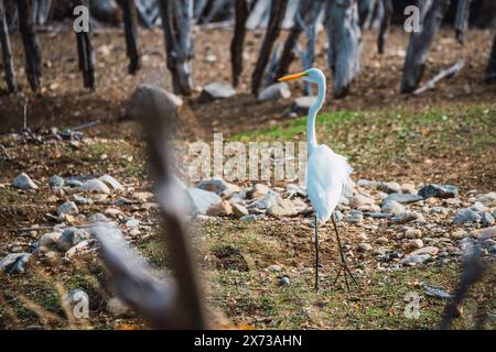 Ein weißer Vogel steht auf einem Feld aus Felsen und Erde. Der Vogel ist ein Reiher und er blickt nach links. Die Szene ist friedlich und ruhig, mit dem Vogel Stockfoto