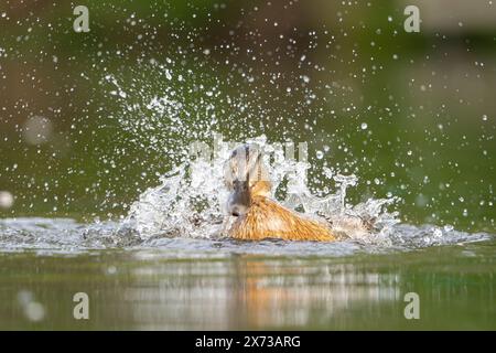 Detaillierte Nahansicht einer Stockenten, die im Wasser spritzt und baden. Wassertropfen sprühen und fangen das Sonnenlicht auf. Stockfoto