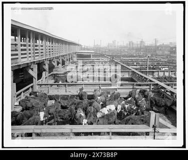 Stock Yards, Kansas City, Mo., 'G 3879' auf negativ, Detroit Publishing Co.-Nr. 019228., Geschenk; State Historical Society of Colorado; 1949, Stockyards. , Rinder. , Usa, Missouri, Kansas City. Stockfoto