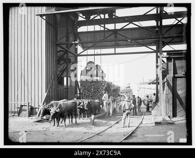 Entladestock in einer modernen Mühle, Datum basierend auf Detroit, Katalog P (1906)., '270' auf negativ., Detroit Publishing Co.-Nr. 09223., Geschenk; State Historical Society of Colorado; 1949, Industrial Facilities. , Zuckerindustrie. , Kuba. Stockfoto