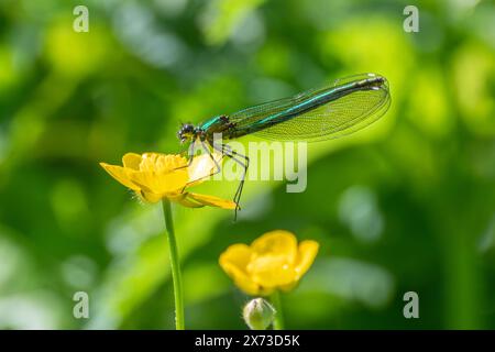 Gebänderte Demiselle (Calopteryx splendens) Arten von Jungvögeln, die im Mai auf Pflanzen neben der Themse in Oxfordshire, England, Großbritannien, thronten Stockfoto