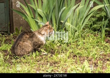 Entzückende obdachlose Straßenkatze in städtischer Umgebung Nahaufnahme Stockfoto