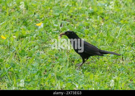 Männliche Amsel (Turdus merula) auf der Suche nach Würmern und Insekten im Mai, um Küken zu füttern, England, Vereinigtes Königreich Stockfoto