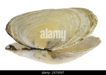 Sandkäfer aus dem Wattenmeer in Cuxhaven, Deutschland, isoliert auf weißem Hintergrund Stockfoto