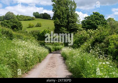 Die Wildblumen der Kuh-Petersilie (Anthriscus sylvestris) wachsen im Mai an Straßenrändern einer Landstraße in Oxfordshire, England, Großbritannien Stockfoto