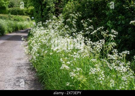 Die Wildblumen der Kuh-Petersilie (Anthriscus sylvestris) wachsen im Mai an Straßenrändern einer Landstraße in Oxfordshire, England, Großbritannien Stockfoto