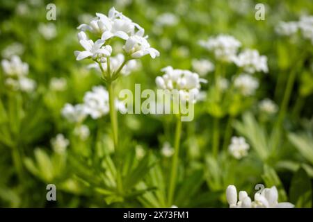 Holzblumen im Garten Stockfoto