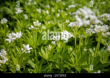 Holzblumen im Garten Stockfoto