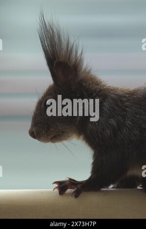 Sciurus vulgaris auch bekannt als das rote Eichhörnchen (schwarze Form) in Wohngebieten. Die Natur der Tschechischen republik. Nahaufnahme Porträt. Stockfoto