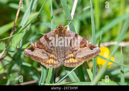 Burnet-Begleitmotte (Euclidia glyphica) Stockfoto