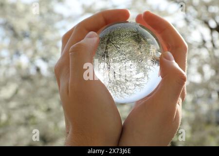 Schöner Baum mit weißen Blüten im Freien, umgedrehte Reflexion. Mann mit Kristallkugel im Frühlingsgarten, Nahaufnahme Stockfoto