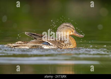 Detaillierte Seitenansicht der wilden, britischen Stockenten (Anas platyrhynchos), die im Wasser planschen und baden; Wassertropfen sprühen und fangen das Sonnenlicht auf. Stockfoto