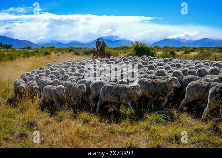 El Calafate, Patagonien, Argentinien - Gaucha treibt auf einem Pferd eine Schafherde durch die patagonische Pampas vor der Berglandschaft, der an Stockfoto