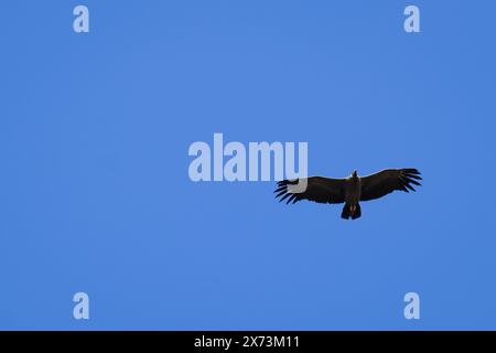 El Chaltén, Patagonien, Argentinien - Ein Kondor fliegt am Himmel über dem kleinen Trekkingdorf El Chaltén. El Chaltén bietet den direktesten Zugang Stockfoto