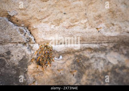 Wespen schützen das Nest auf der Steinmauer. Stockfoto