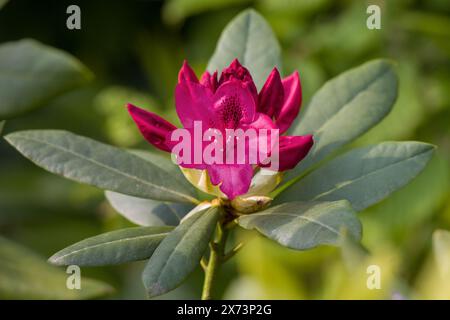 Rosafarbene Rhododendron-Blüten im Sonnenlicht vor verschwommenem Hintergrund Stockfoto