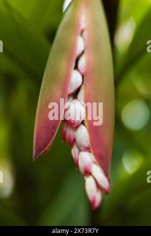 Blühendes Alpinia zerumbet, MuschelIngwer, natürlicher Makro-floraler Hintergrund Stockfoto