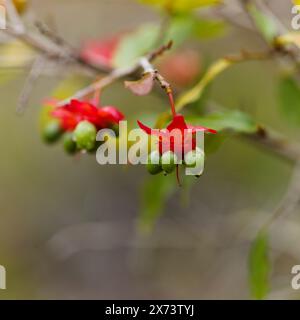 Ochna serrulata, Karneval Ochna blüht natürlicher Makro-floraler Hintergrund Stockfoto